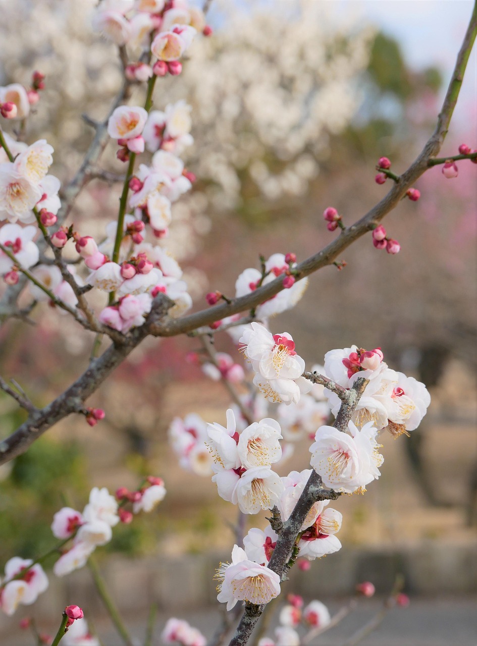 AGAの無料診断で頭皮チェックを受けるべき理由は？