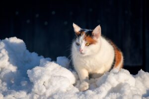 短い毛が抜けるAGAのサインとは何ですか？