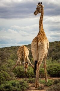 デュタステリドの半減期が長い理由とは？