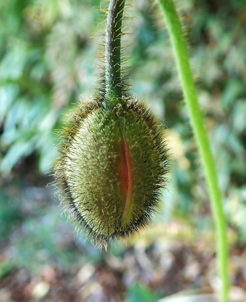植毛後のメンテナンスはどのように行うべきですか？