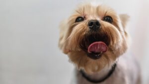 薄毛の人が考えるべき散髪の頻度ベストは？